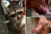 A combative raccoon (left) ran into a Florida home and proceeded to bite a 75-year-old woman (bottom right) and her dog, until a neighbor rushed over to help and stabbed the furry intruder