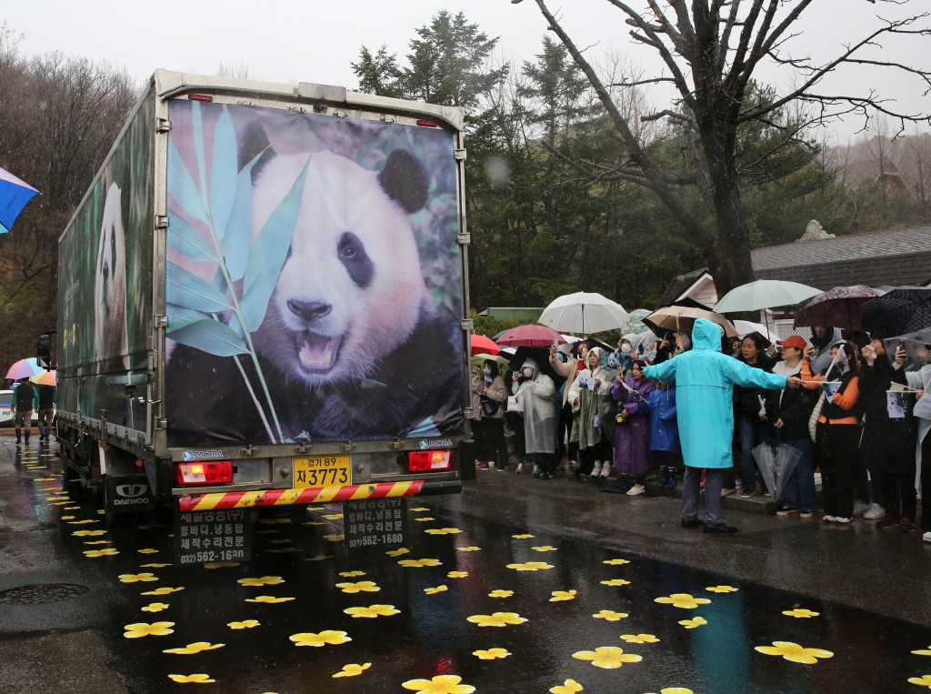 Crowd bidding farewell to giant panda Fu Bao in the rain at Everland theme park in Yongin, South Korea