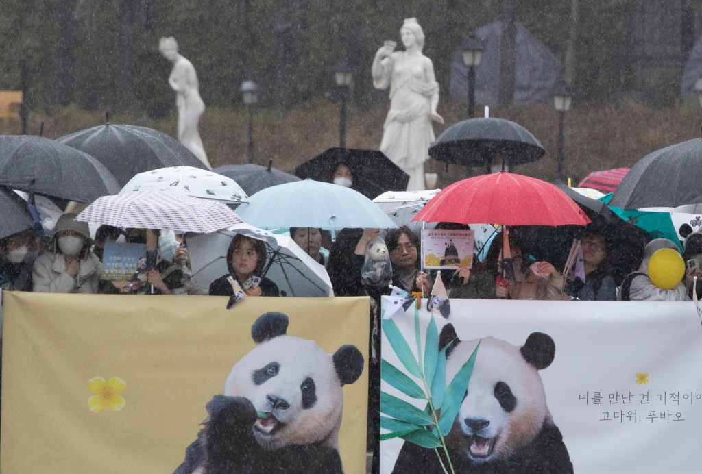 People bidding farewell to beloved giant panda Fu Bao in the rain at Everland theme park, Yongin, South Korea.