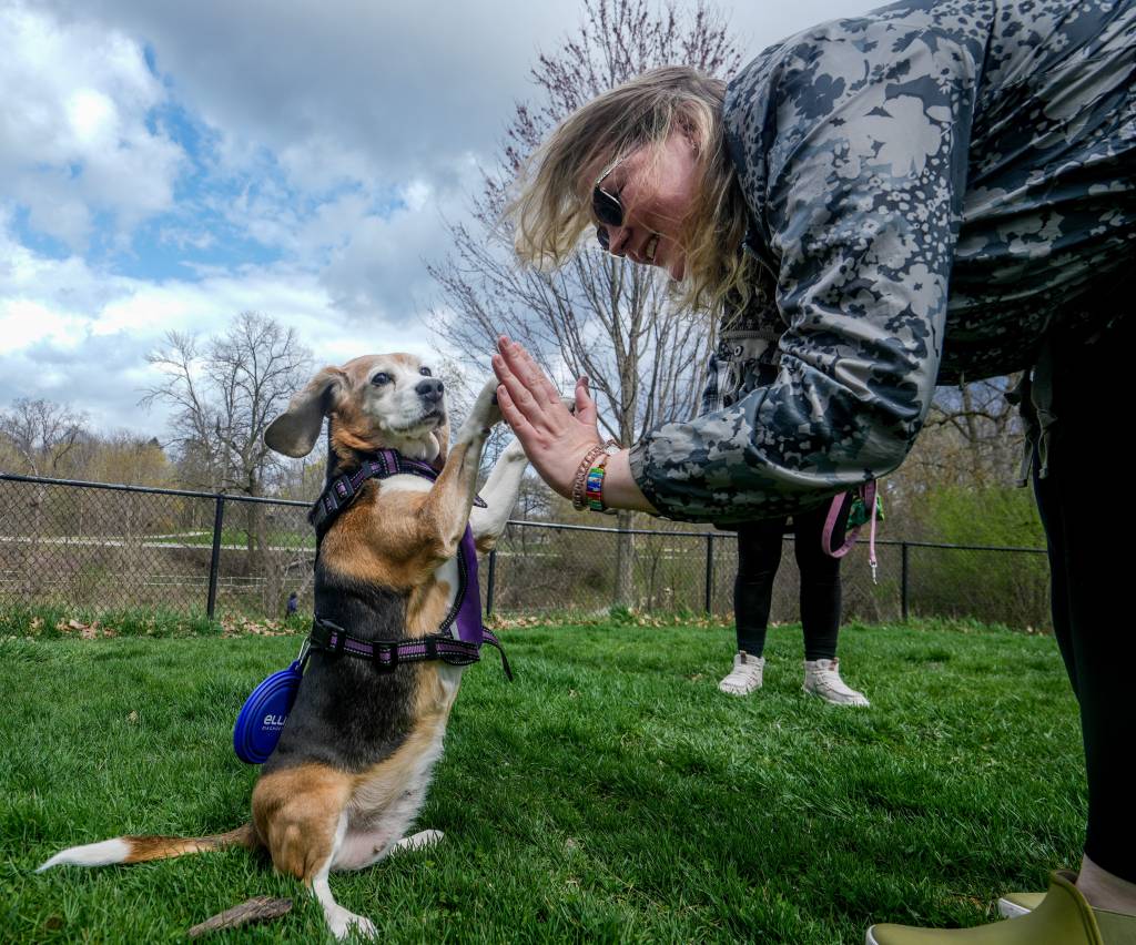 Brandy, a beagle, does a trick for her owner in Shorewood Wisconsin on April 14, 2024.