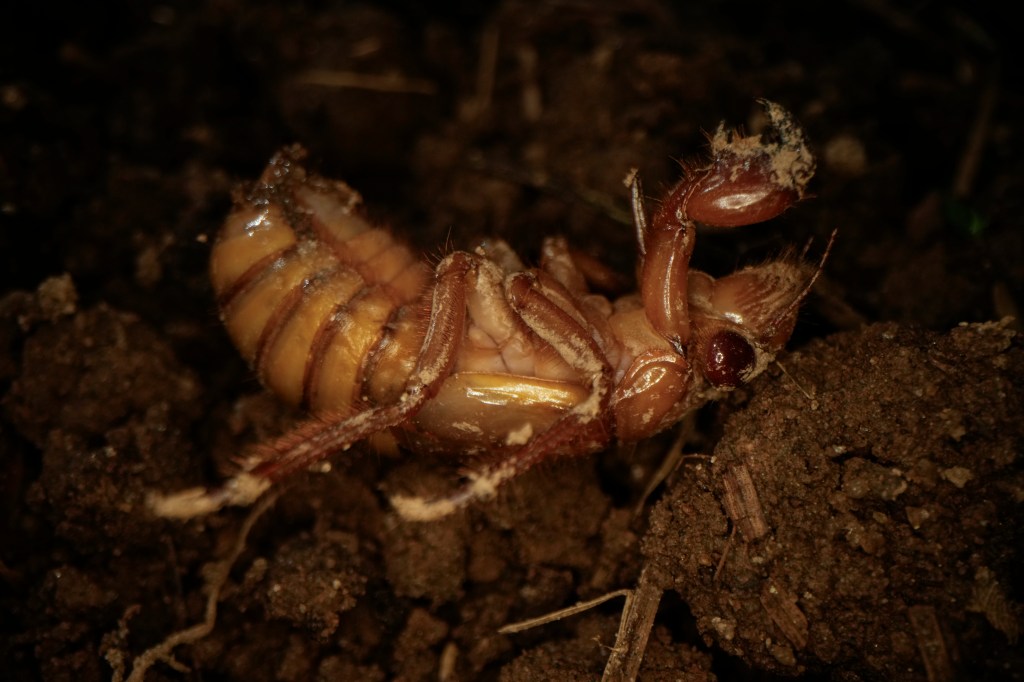 Hostin pointed out that two different types of cicadas will be emerging for their mating seasons at the same time, but Whoopi Goldberg promptly shut her down, arguing it happens every 17 years.
