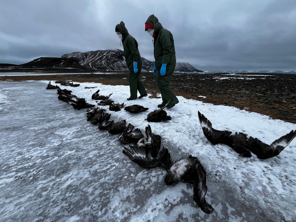 Researchers investigate the spread of bird flu on Beak Island in Antarctica on March 2, 2024.
