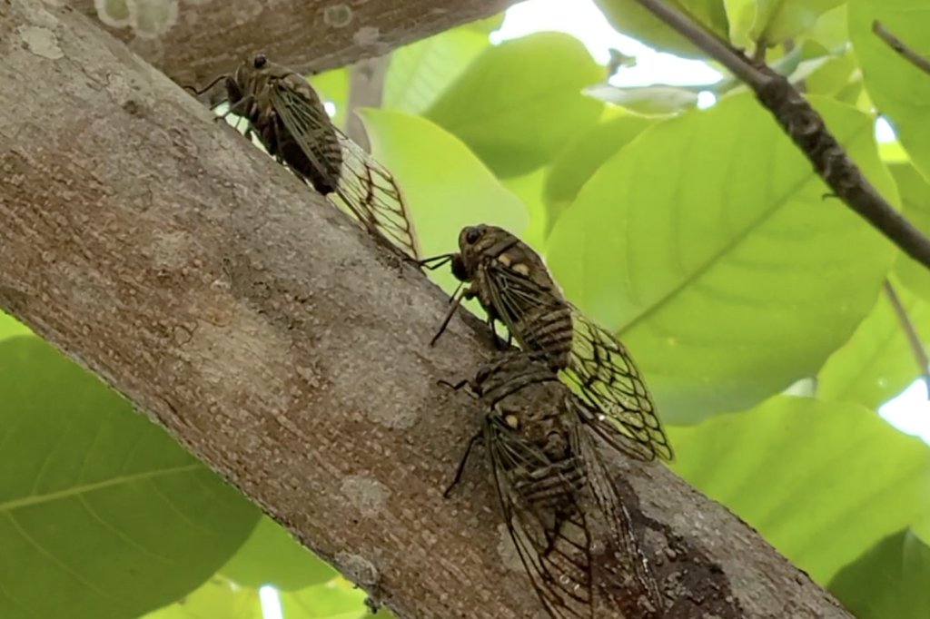 Cicadas are not harmful to humans, pets, household gardens, or crops, the Environmental Protection Agency says. 