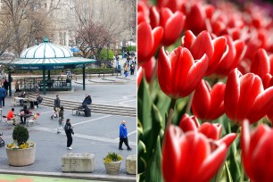 Union Square pavilion, left. Tulips, right.