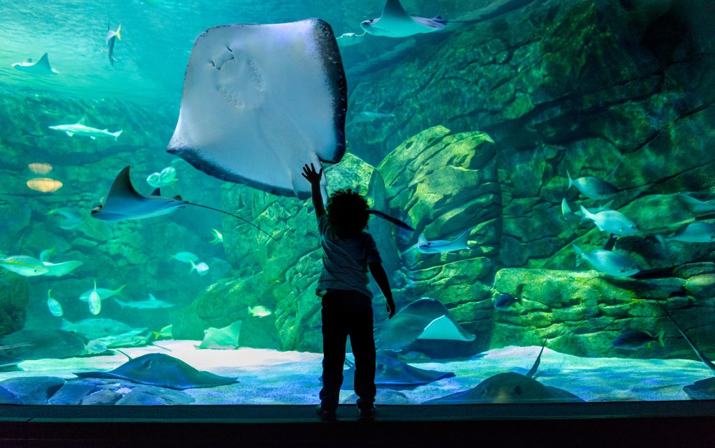 A child with stingrays at an aquarium