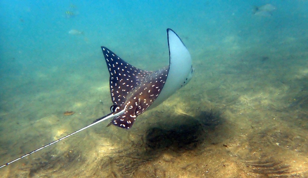 A stingray in water