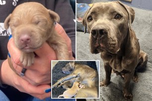 An abandoned dog named Mya was recently reunited with four of her seven puppies, Connecticut authorities said.