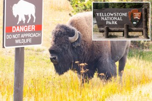 A drunk man kicked a bison in Yellowstone National Park, authorities said.