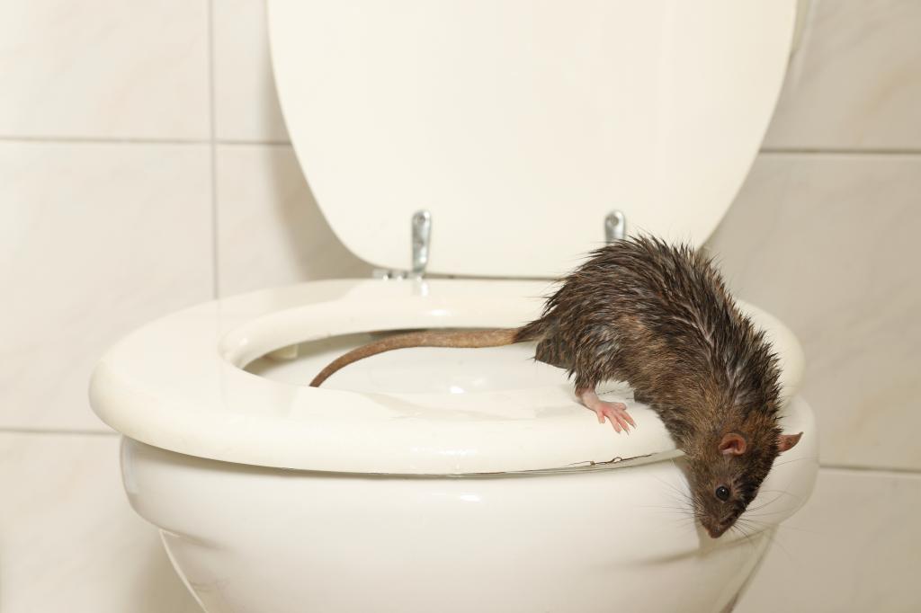 A toilet rat a man tried to get rid of ended up biting him so hard he went into organ failure. 