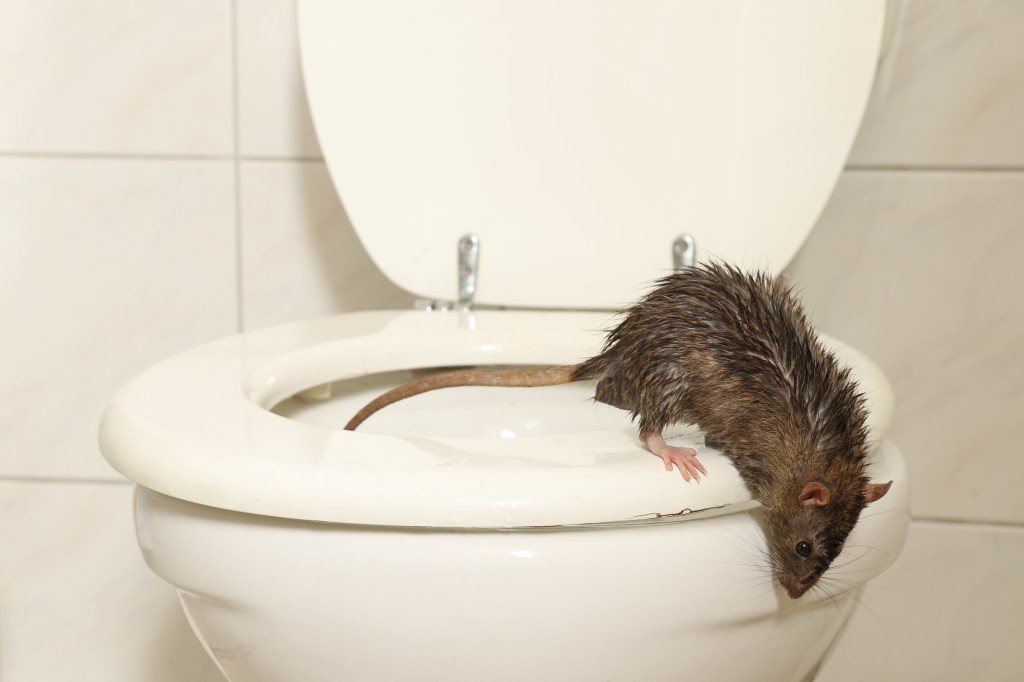 A toilet rat a man tried to get rid of ended up biting him so hard he went into organ failure. 