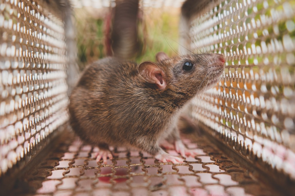 Doctors ran blood and urine tests on the man and found he had leptospirosis, a bacterial infection that is often transmitted to humans by animals like rats. 
