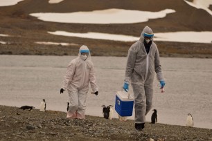 Researchers wearing protective suits collect samples of wildlife, where the H5N1 bird flu virus was detected, at Chilean Antarctic Territory, Antarctica.