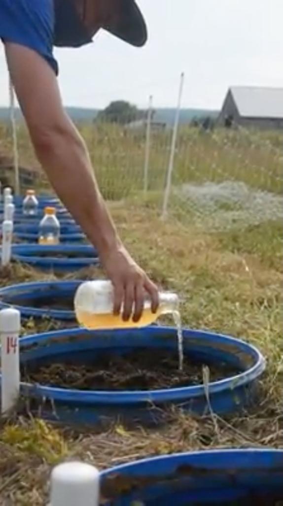 Urine is becoming a popular method to fertilize plants.