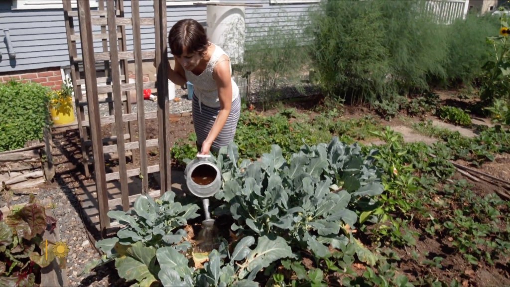 Lissa Schneckenburger uses urine on her plants.