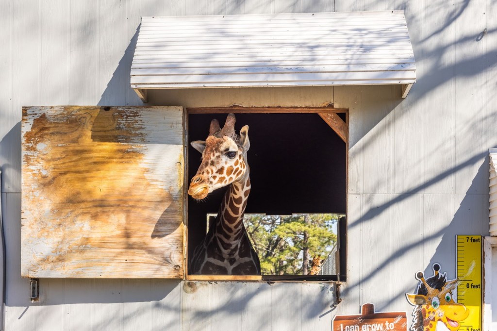 A giraffe seen at Aloha Safari Park. 