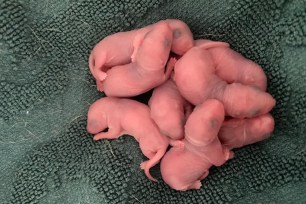 An Australian woman was rifling through her underwear drawer when she came across several baby mice or rats huddled in a blanket.