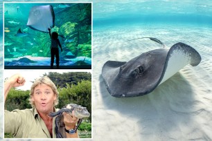 Steve Irwin stingray