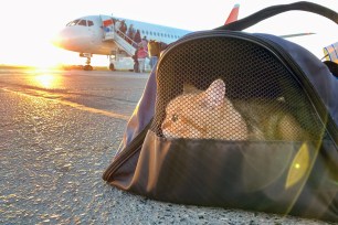 Red kitten sitting in a pet carrier, waiting to board an airplane at sunrise