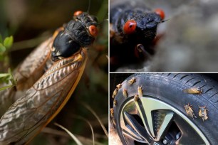 It will be the first time in 221 years that two types of cicadas, brood XIX and XIII, have risen from the ground at the same time.