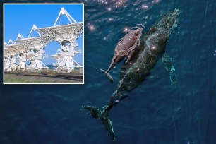 Humpback whales and SETI satellites