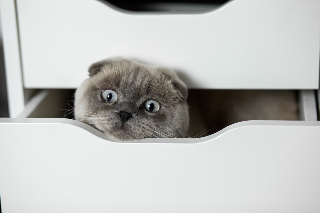cute kitten is hiding in a white drawer. white Ragdoll kitten playing at home, inside room. Scottish fold