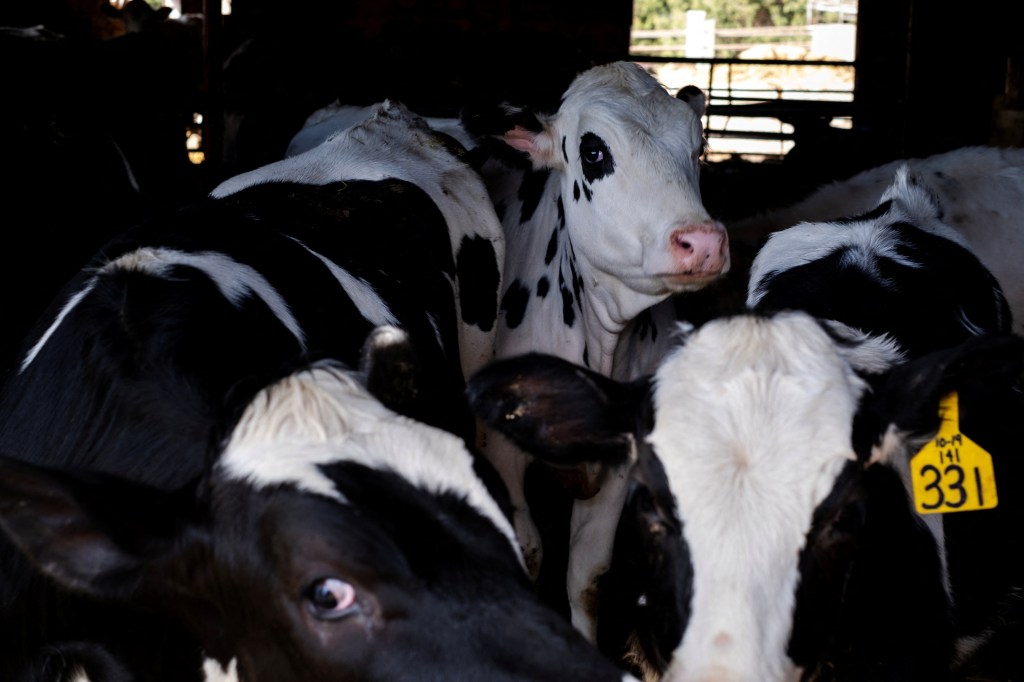 Dairy farmer Brent Pollard's cows stand in their pen at a cattle farm in Rockford, Illinois, on April 9, 2024.  
