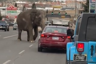 Circus Elephant stops traffic in Montana after escape