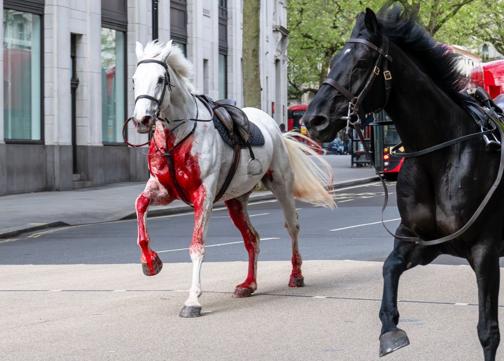 A number of horses, including one soaked in blood, ran amok through London Wednesday.