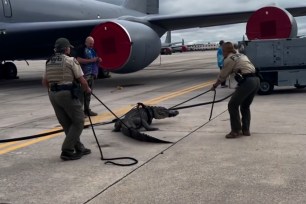 FWC said it received a report on April 22 of an alligator on the runway at the Air Force Base in Hillsborough County.