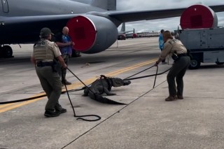 Wild video shows authorities wrangle massive gator that wandered onto Air Force Base tarmac