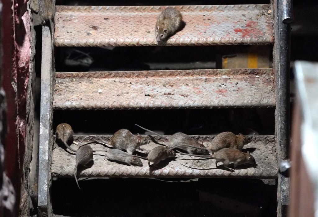 rats on stairs