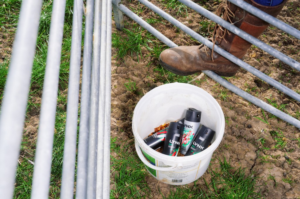 Shepherdess using Lynx deodorant to calm two rams in a livestock field in Harleston, England