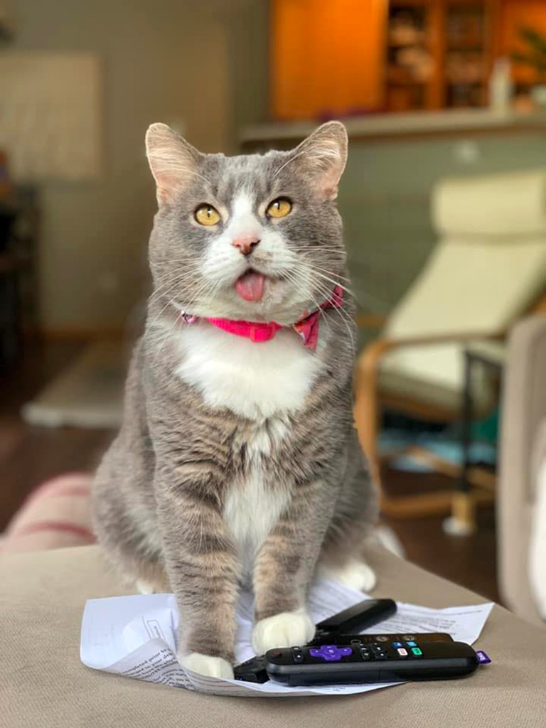 Hercules the cat, who was rescued from a hot car crowded with other cats in Minnesota in 2022