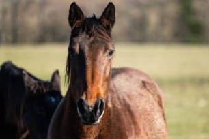 An investigation has been launched after more than 500 dead horses were found on a property in Australia.