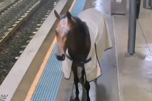 Just before midnight, CCTV footage captured a horse casually trotting onto the platform at Warwick Farm Station.