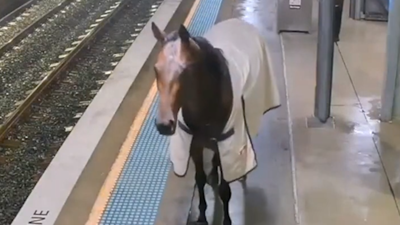 Runaway horse wanders through New South Wales train station