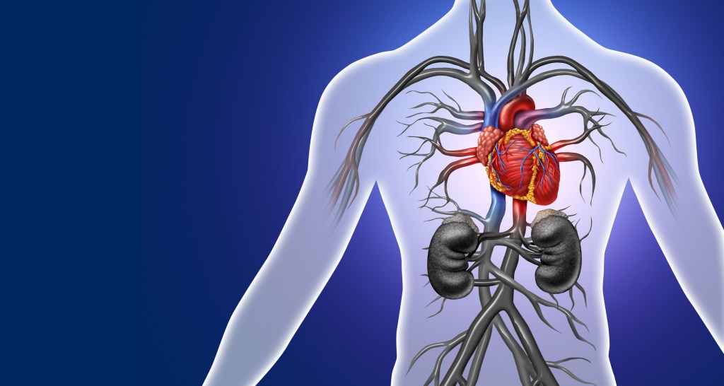 Illustration of the heart and surrounding organs