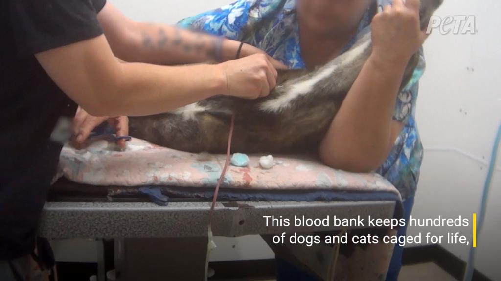 A person holding a dog in captivity, in a photo taken by an undercover investigator from PETA investigating the conditions at The Veterinarians' Blood Bank