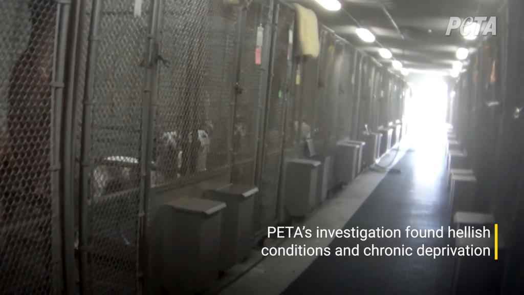 Dogs and cats living in kennels at the Indiana facility being investigated by PETA for inhumane conditions