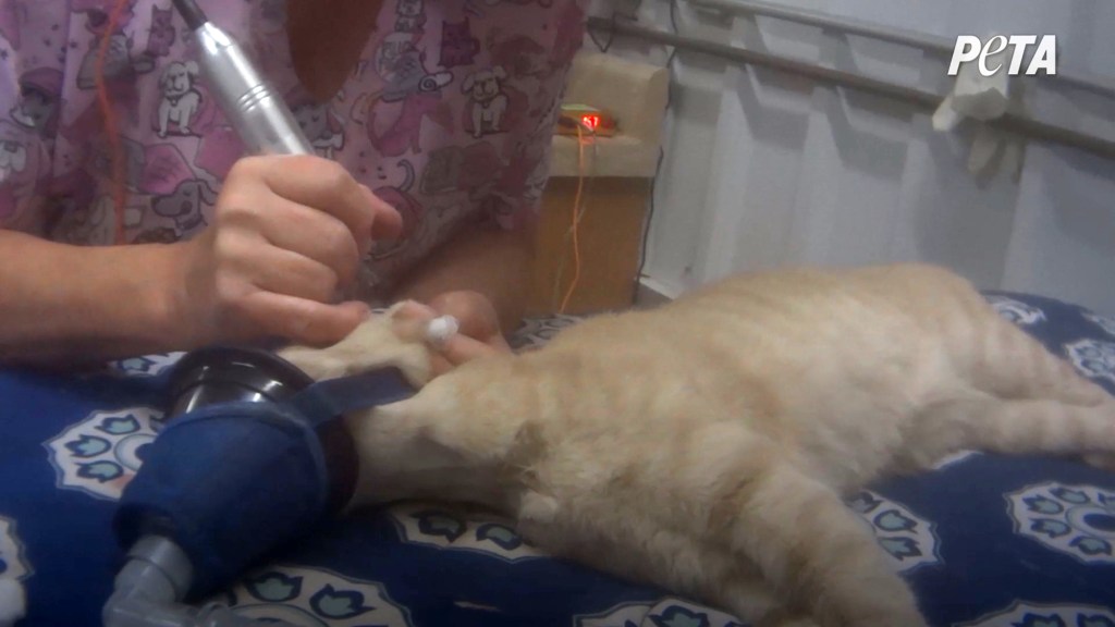 A person using a device to insert an object into a cat's paw in a facility under investigation by PETA for inhumane conditions