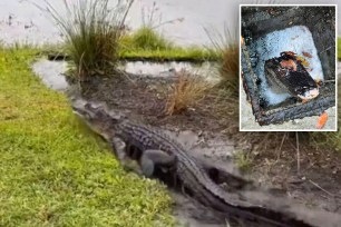 After months trapped underground in an extended hibernation, this Hilton Head alligator finally got to stretch its legs