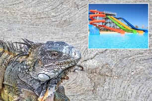 composite of iguana and water slides