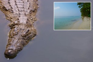 collage of beach and crocodile