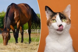 collage of horse and cat