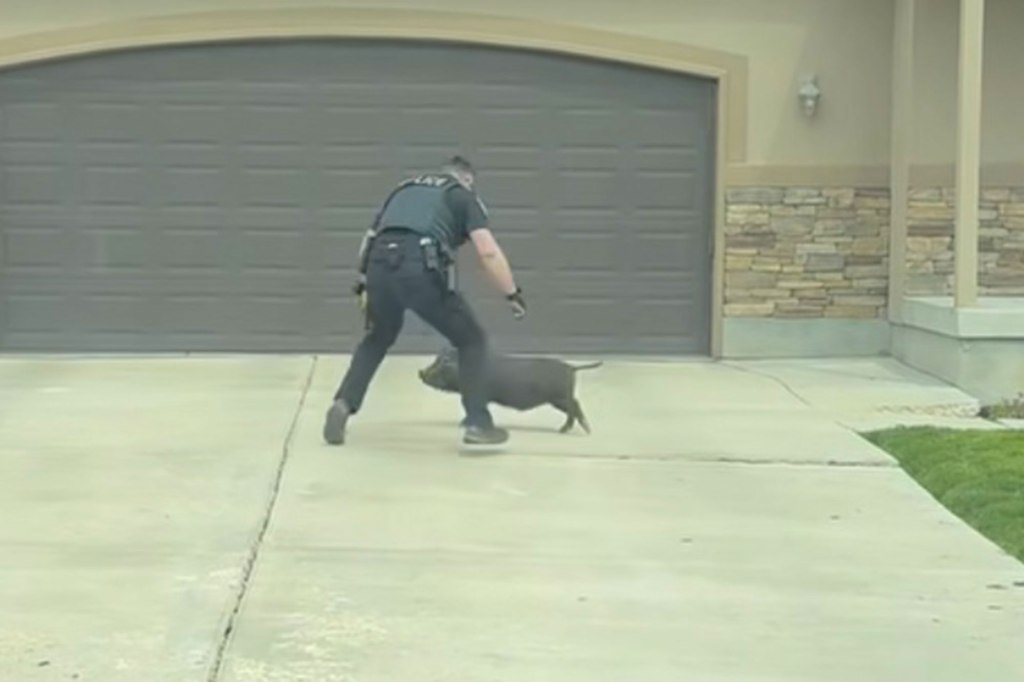 cop chasing pig