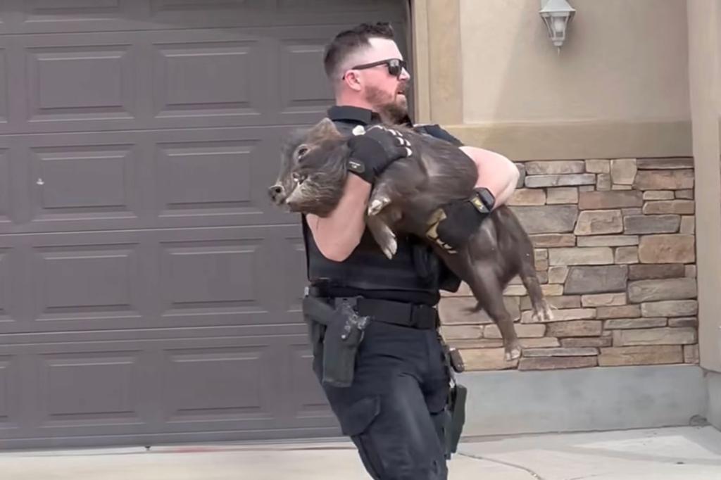pig in cops arms