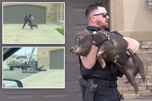 A Grantland, Utah, police officer dove and tackled a loose pig, viral video shows.