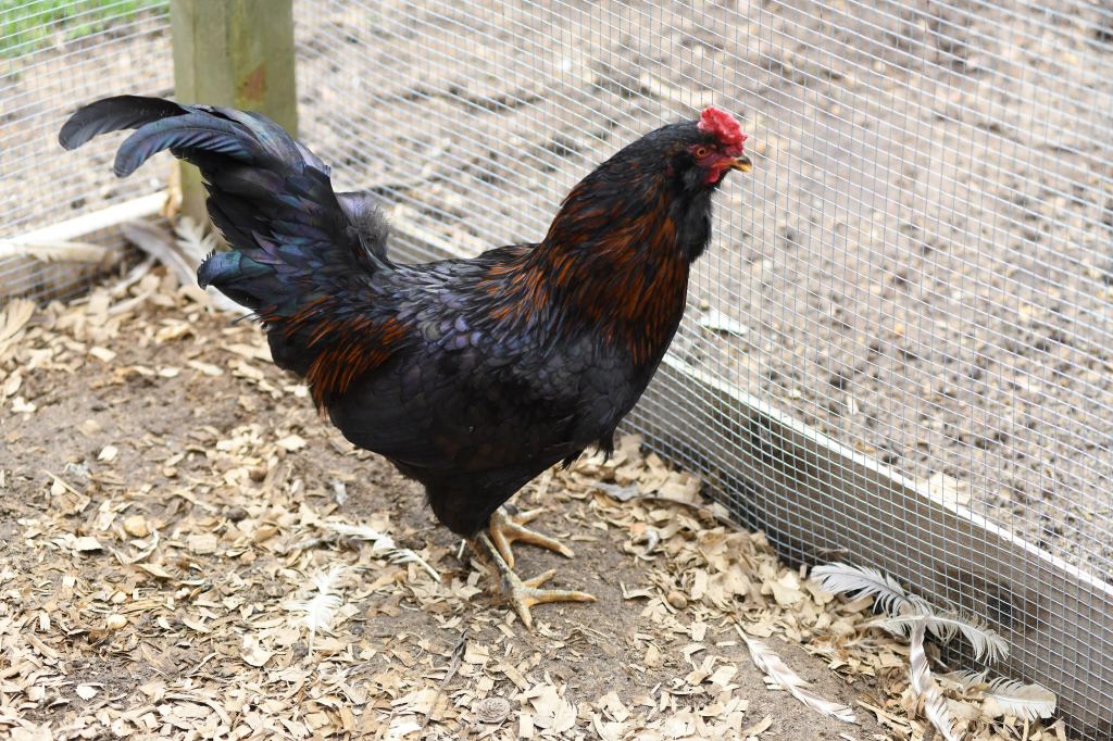 A black rooster standing in front of a wire fence on Fort Pond Bled in East Hampton, causing a neighborhood dispute due to noise