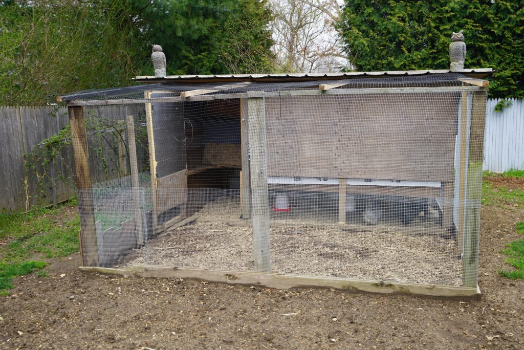 Rooster named Brownie perched on its cage in the backyard of a house in East Hampton, scene of a neighborhood dispute