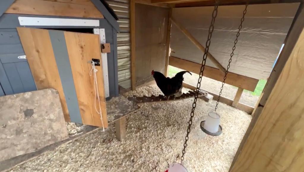 Rooster named Brownie on Fort Pond Bled in East Hampton, involved in a local dispute, inside a chicken coop